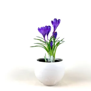 Crocus- Potted 4in.