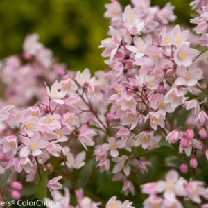 Deutzia 'Yuki Cherry Blossom'