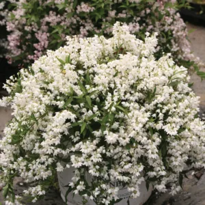 Deutzia 'Yuki Snowflake' G2