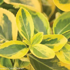 Euonymus 'Gold Splash'