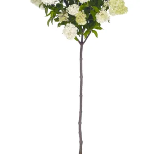 Hydrangea Tree 'Vanilla Strawberry'