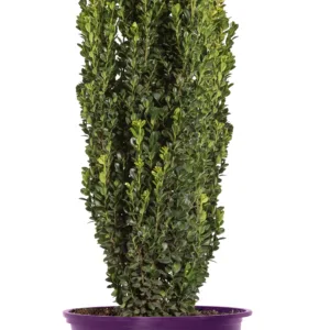 Holly 'Straight and Narrow' G3