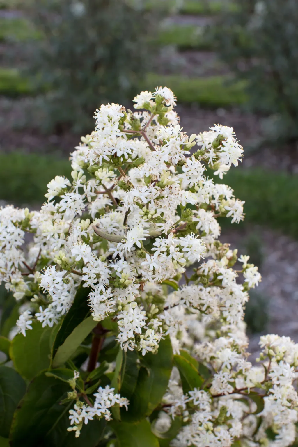 Seven Son Flower 'Tianshan' G3 - Image 2