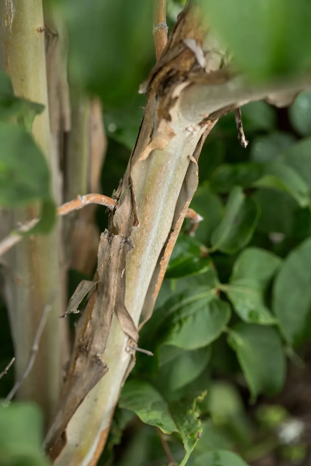 Seven Son Flower 'Tianshan' G3 - Image 4