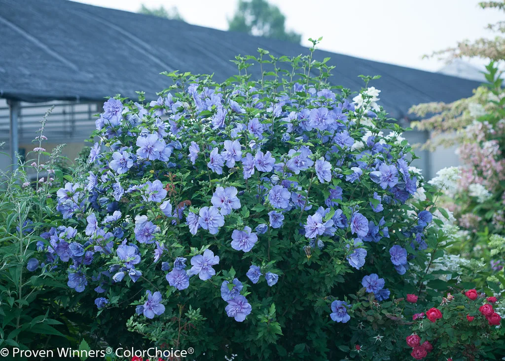 Rose of Sharon 'Blue Chiffon' G3 Tree - Image 2
