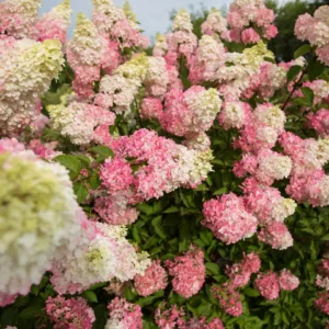 Hydrangea 'Berry White' G3