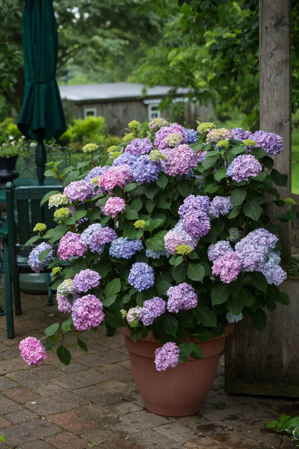 Hydrangea 'BloomStruck' - Image 2