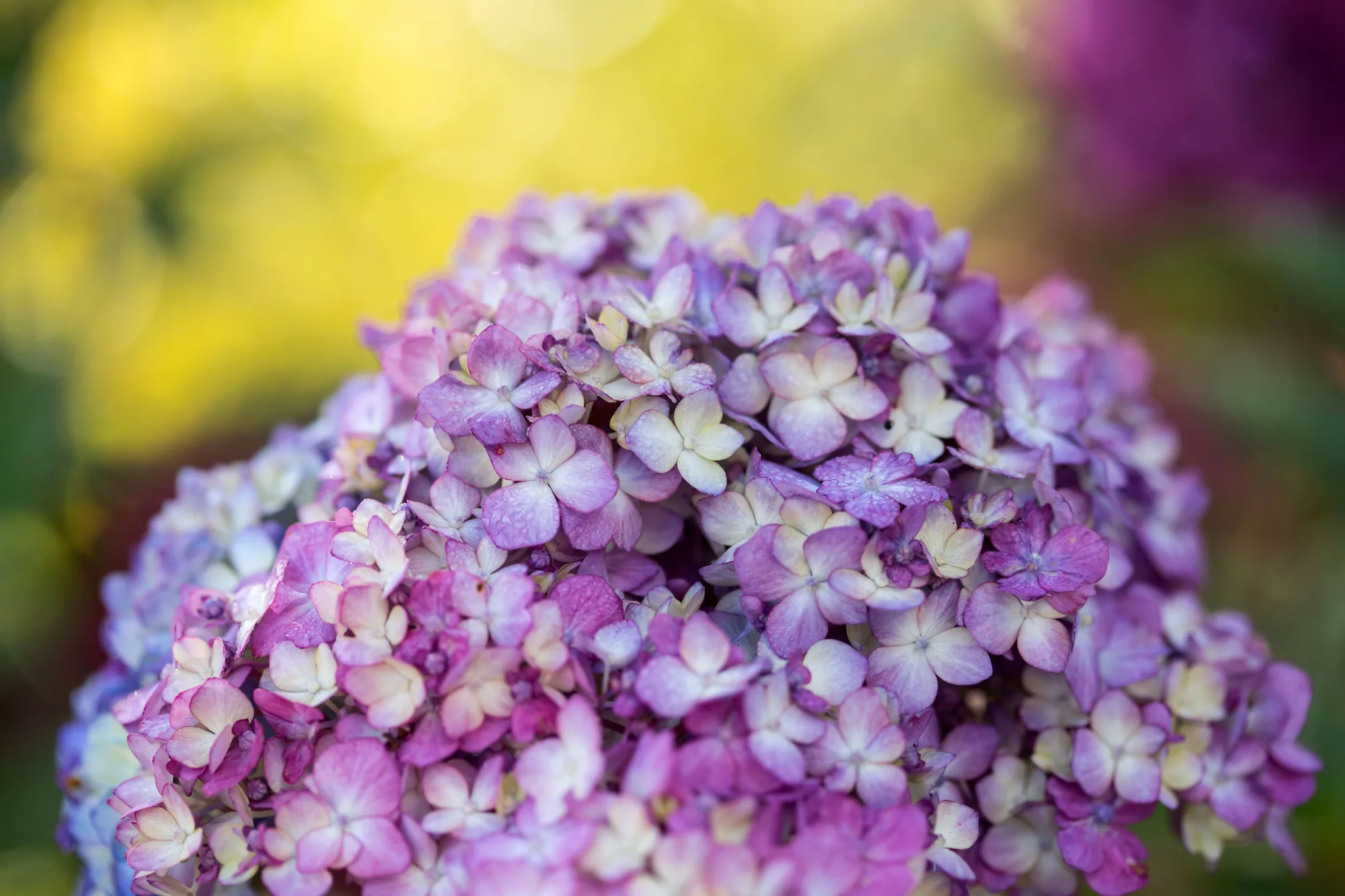Hydrangea 'BloomStruck' - Image 4