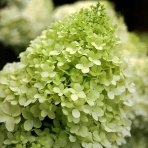 Hydrangea Tree 'Limelight'