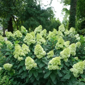 Hydrangea 'Limelight Prime' G3