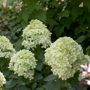 Hydrangea 'Little Lime'