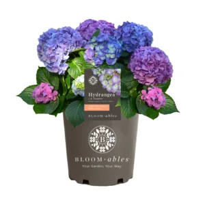 Hydrangea 'L.A. Dreamin' G3