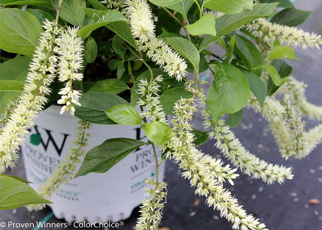 Sweetspire 'Little Henry' - Image 2