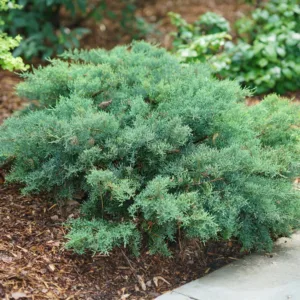 Juniper 'Montana Moss' G3