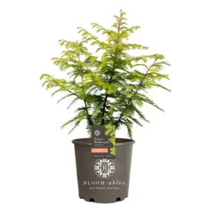 Dawn Redwood 'Amber Glow'