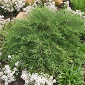 Siberian Cypress 'Celtic Pride'