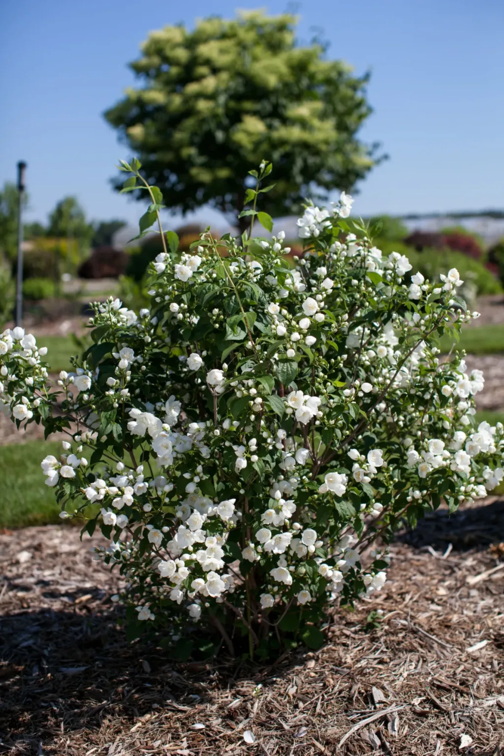 Mockorange 'Snow White' G3 - Image 2