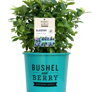 Blueberry 'Pink Icing' 19CM