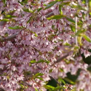 Cherry, Weeping 'Pink Snow Showers'