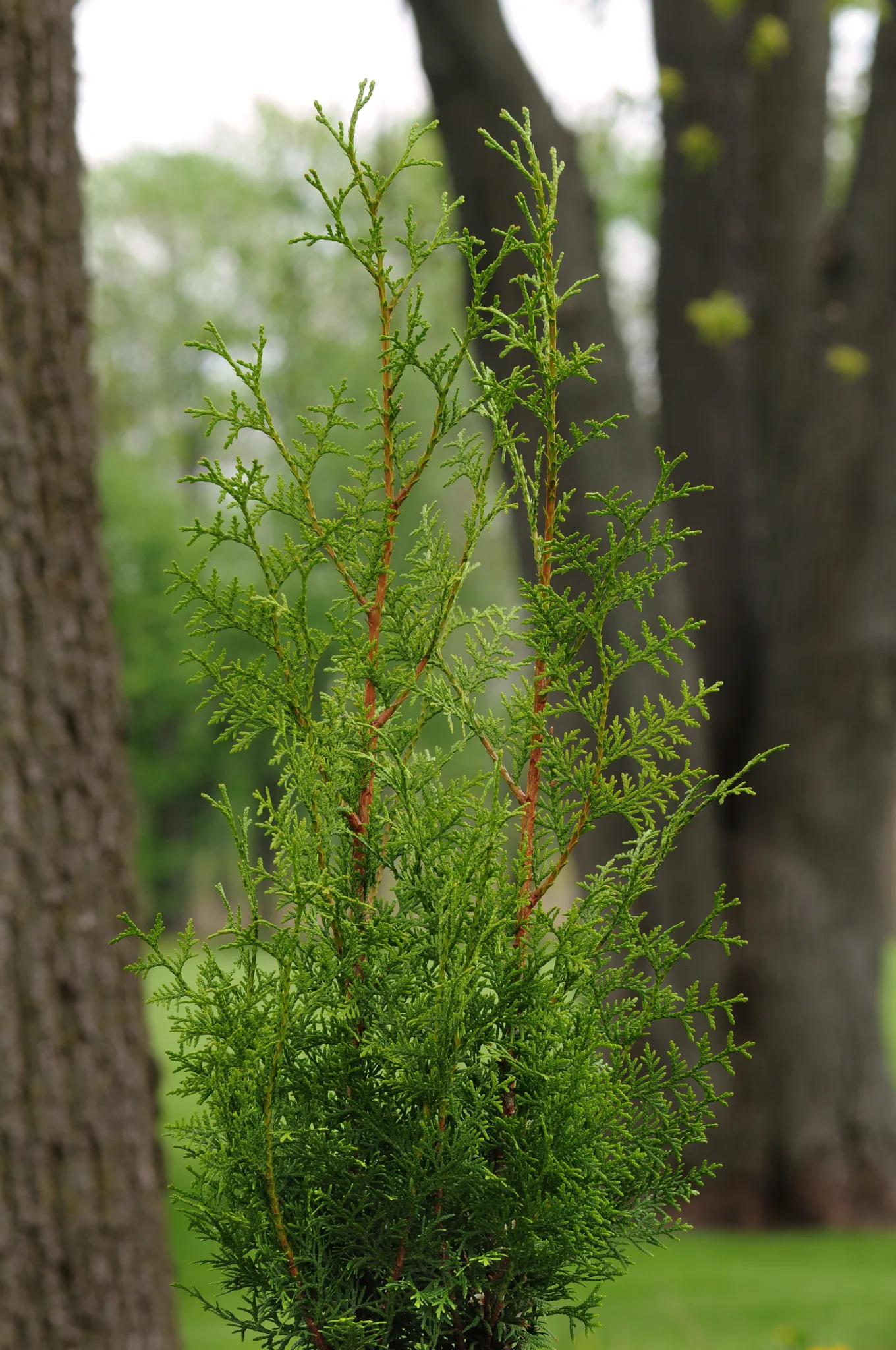Arborvitae 'Sugar & Spice' - Image 2