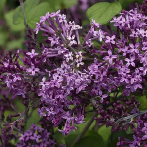 Lilac 'Bloomerang Dark Purple' G3