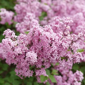 Lilac 'Bloomerang Purpink' G3