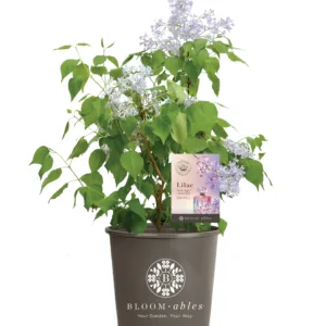 Lilac 'New Age Lavender' G3