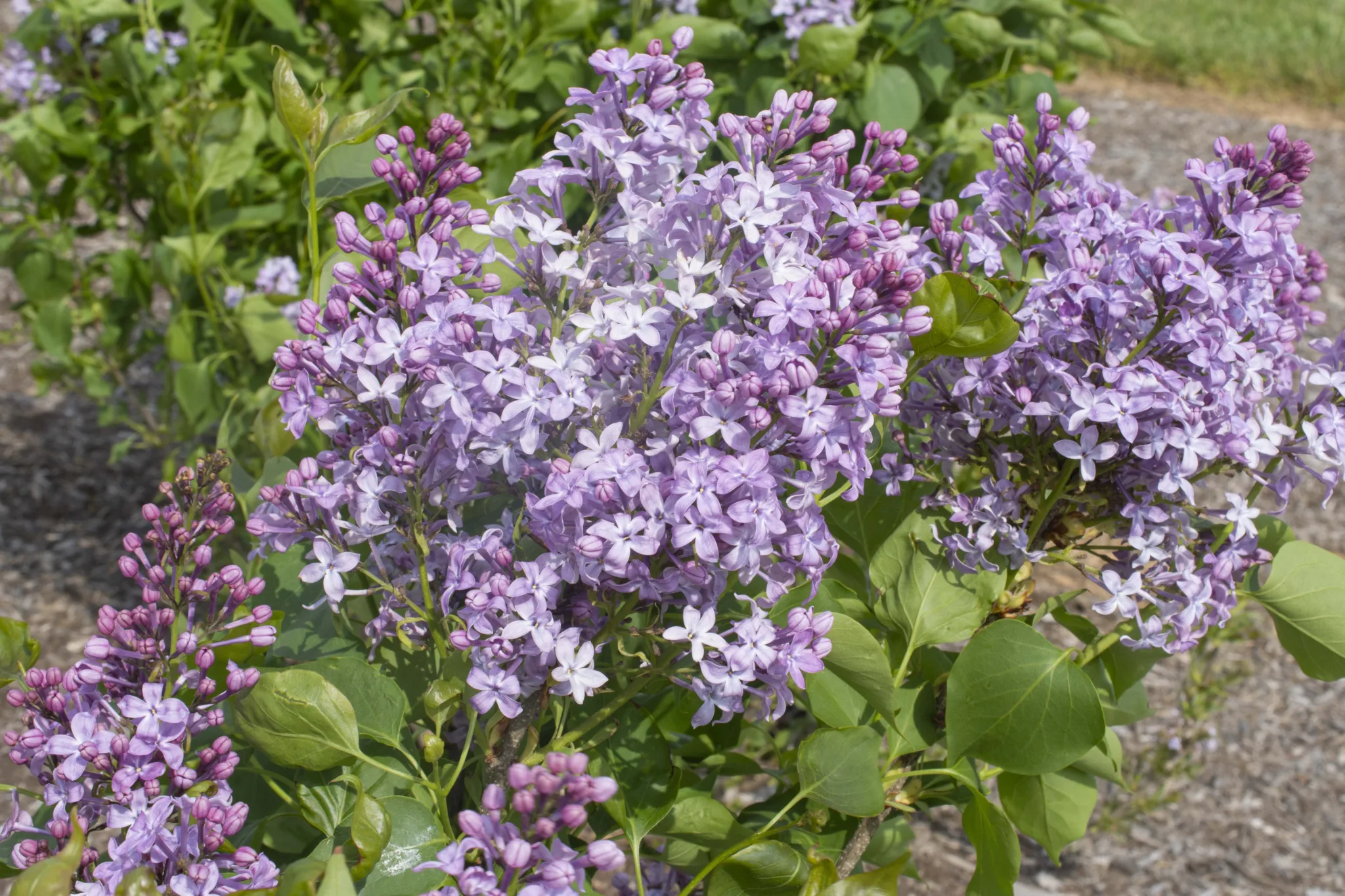 Lilac 'New Age Lavender' G3 - Image 2