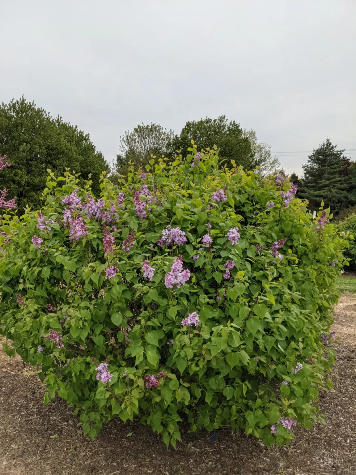 Lilac 'New Age Lavender' G3 - Image 3