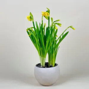 Daffodil- Potted