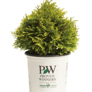 Arborvitae 'Annas Magic Ball' G2