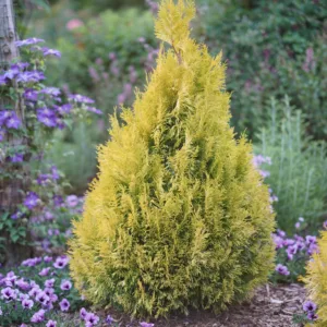 Arborvitae 'Fluffy' G3