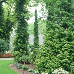 Arborvitae 'Sting' G3