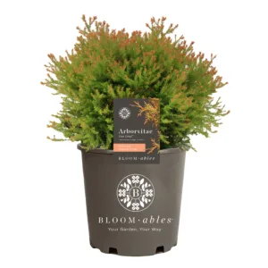 Arborvitae 'Fire Chief'