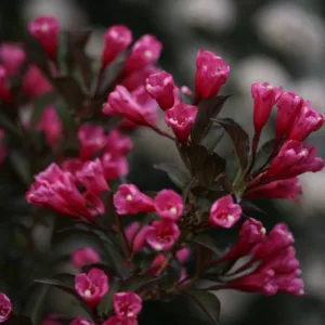 Weigela 'Wine & Roses' G3