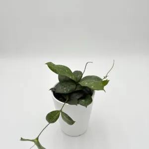 Hoya Dappled Forest 12cm