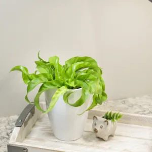 Fern, Bird's Nest 'Hurricane' 12cm