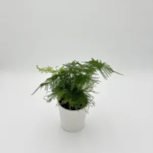 Fern- Asparagus Ethereal 9cm