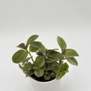 Tradescantia 'Feeling Moody' 9cm