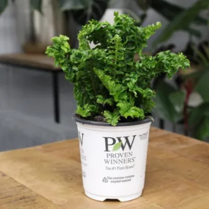 Fern- Twirly Whirly 9cm