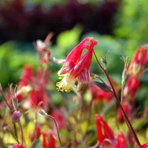 Columbine 'Little Lanterns' G1