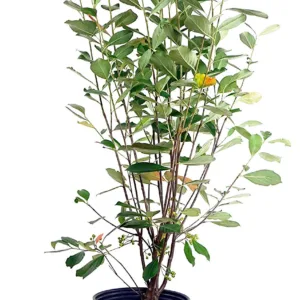 Chokeberry 'Brilliantissima'