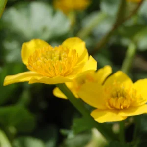 Marsh Marigold G1