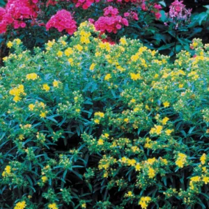 St. Johns Wort 'Gemo' G2