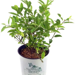 Sweetspire 'Henry's Garnet' G3