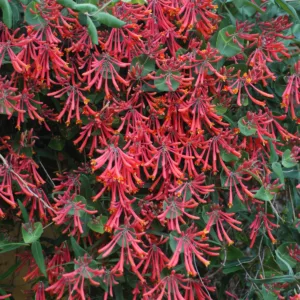 Honeysuckle Vine 'Major Wheeler' G2