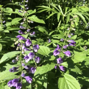 Skullcap 'Appalachian Blues' G1