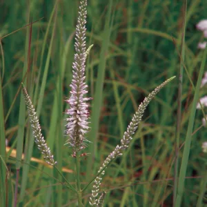 Culver's Root G1