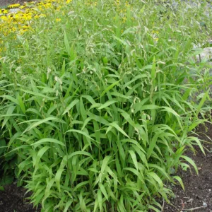 Grass- Northern Sea Oats