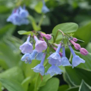 Virginia Bluebells G1